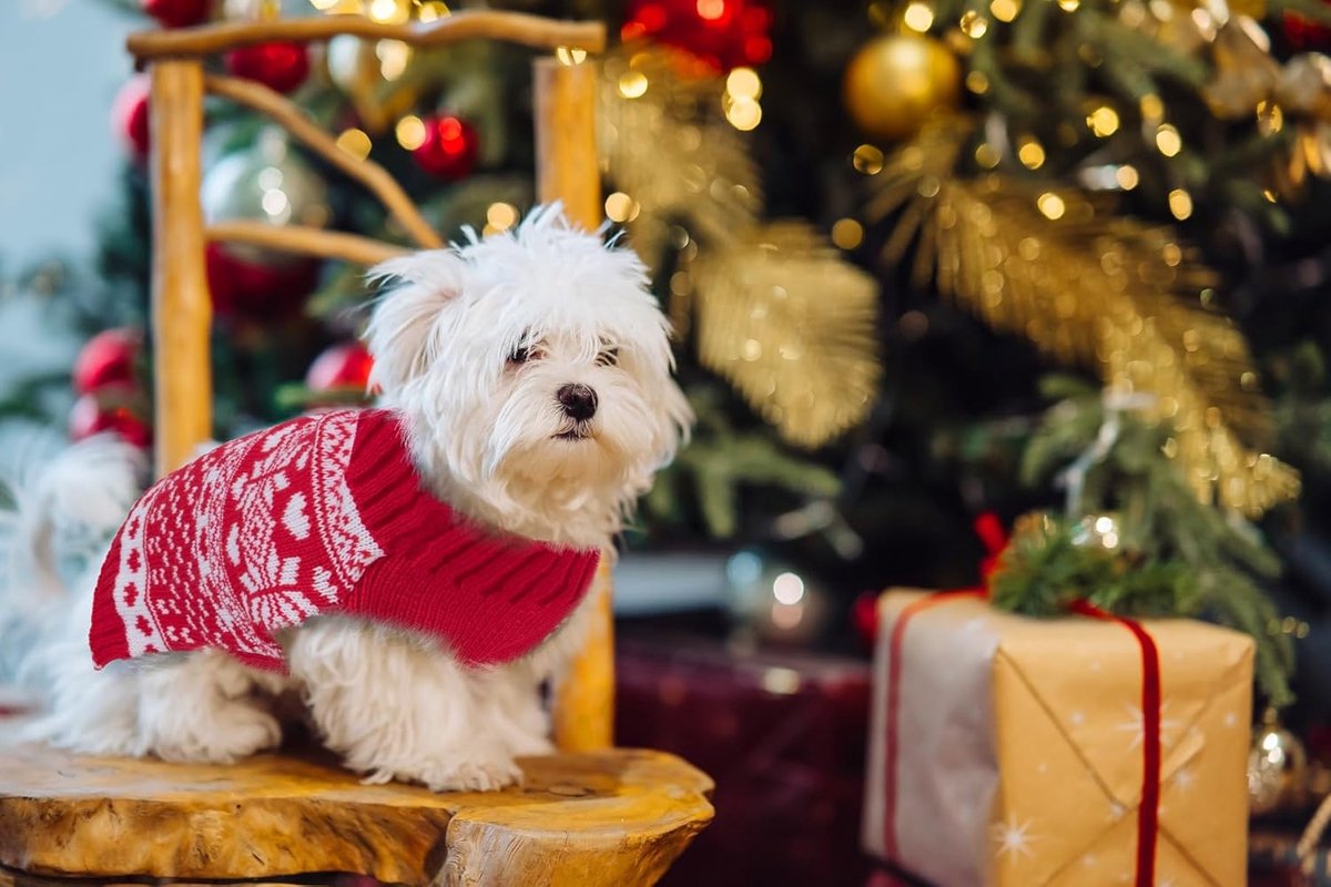Dog Sweater - Christmas Dog Sweaters - Sleeveless Dog Sweaters - Dog Coat - Warm Autumn and Winter Puppy Sweater - Ugly Sweater - Perfect for Small Dogs - Dog - Medium - New Year's Holidays - S